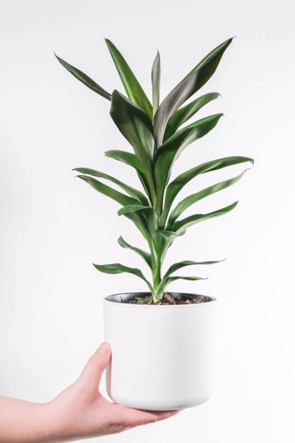 ⁦Dracaena Lisa⁩ - الصورة ⁦2⁩