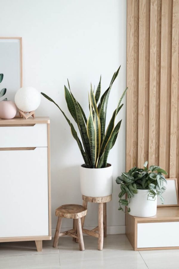 ⁦Sansevieria Golden Flame⁩ - الصورة ⁦2⁩